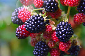 อาหารเพื่อสมาธิ